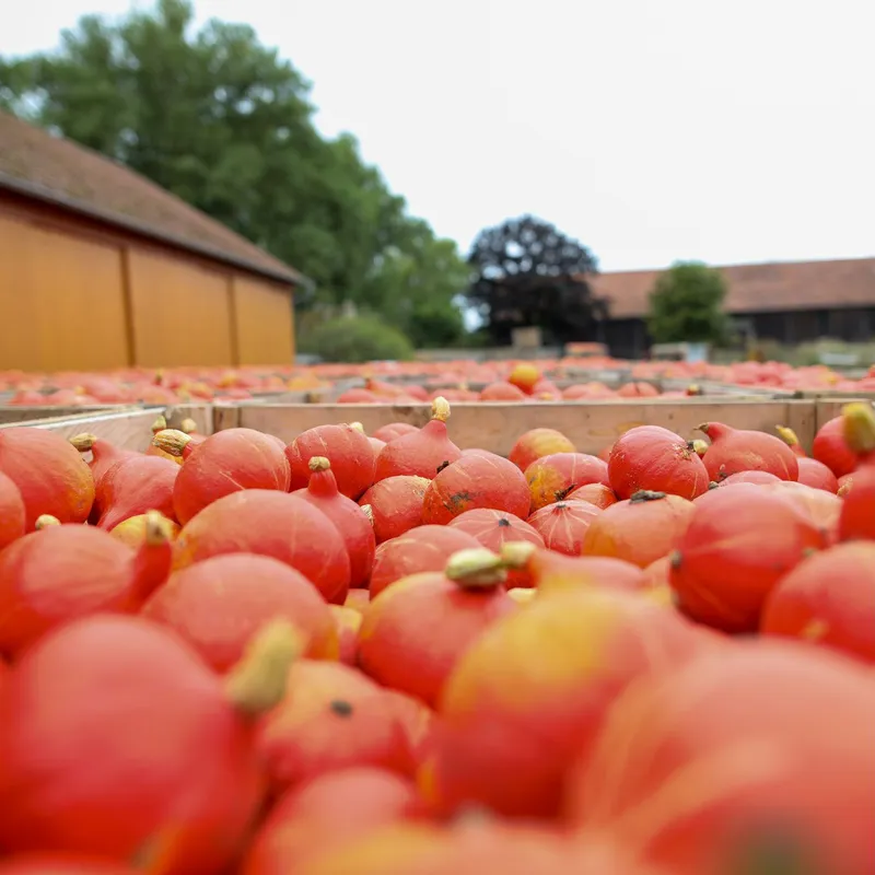 Georgs Bio-Bauern Teaser